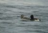 Long-tailed Duck at Paglesham Lagoon (Steve Arlow) (64010 bytes)